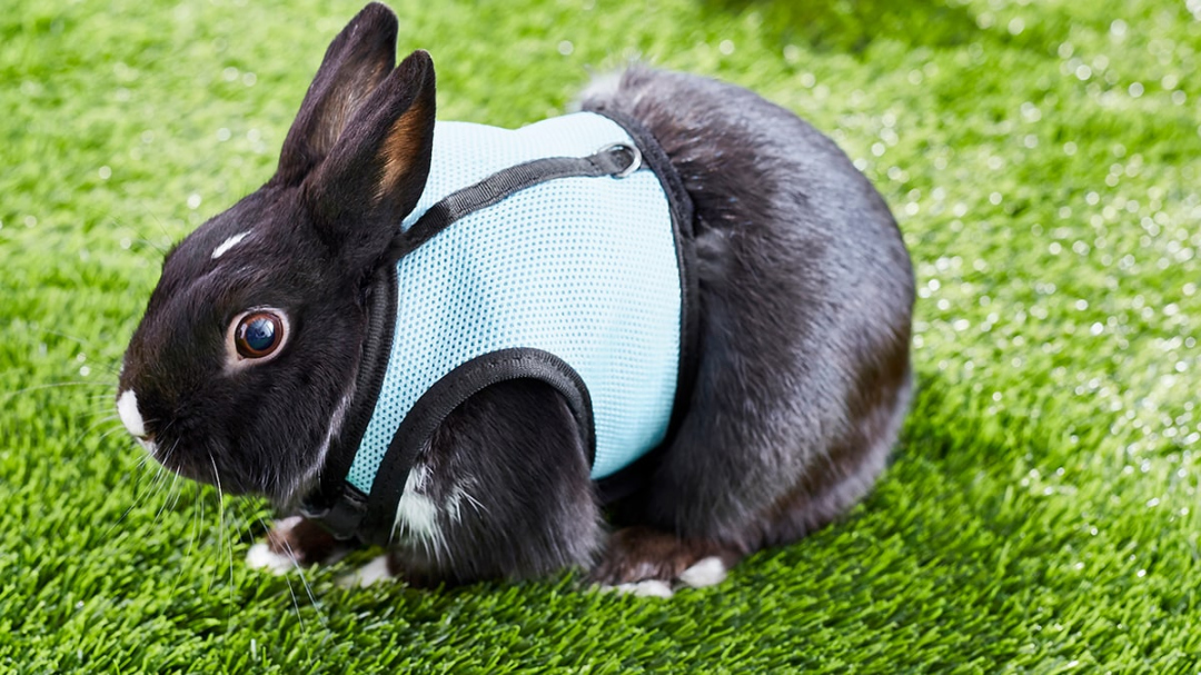 Tips on How to Leash Train a Rabbit BeChewy