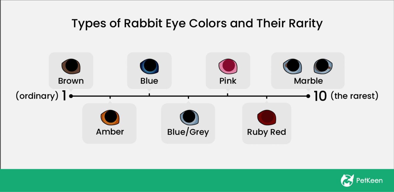 Types of Rabbit Eye Colors and Their Rarity (With Pictures