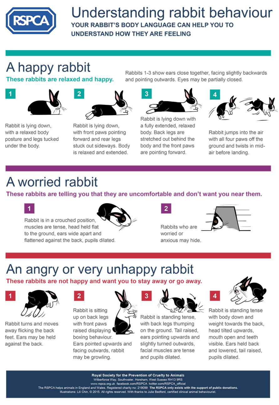 Understanding Rabbit Behaviour RSPCA