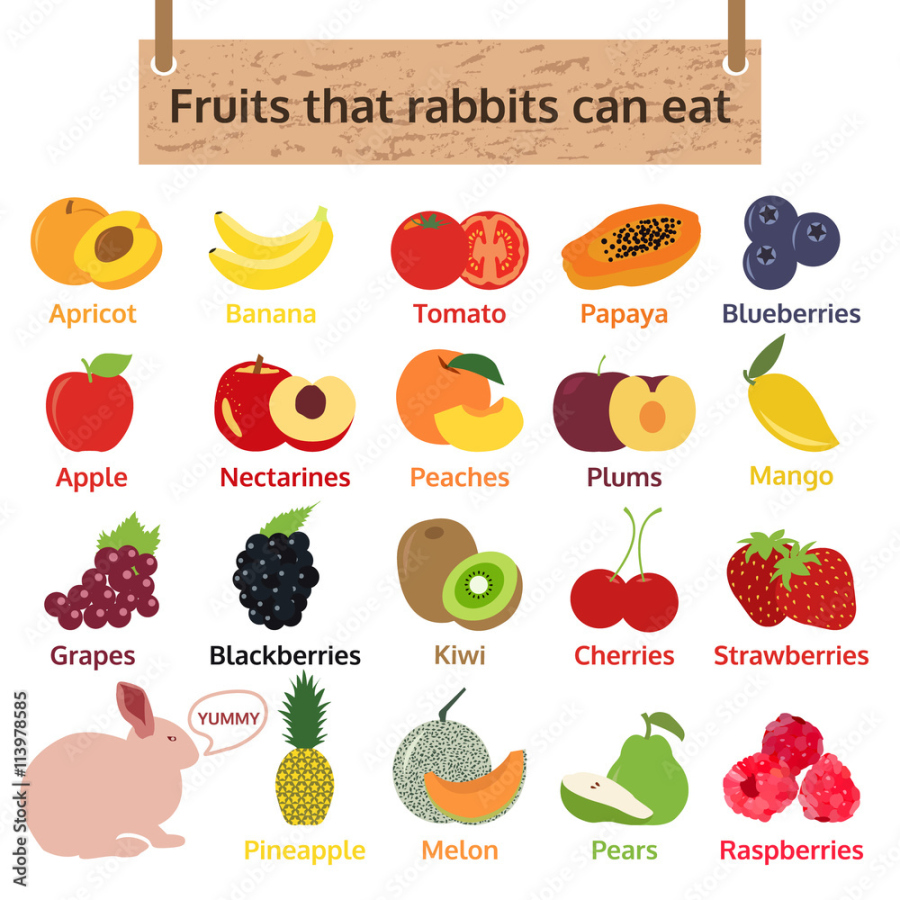 Vecteur Stock fruits that rabbits can eat