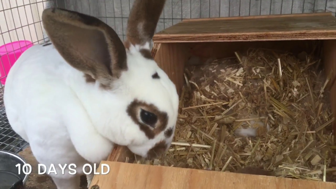 Watch Baby Rabbits Open Their Eyes.