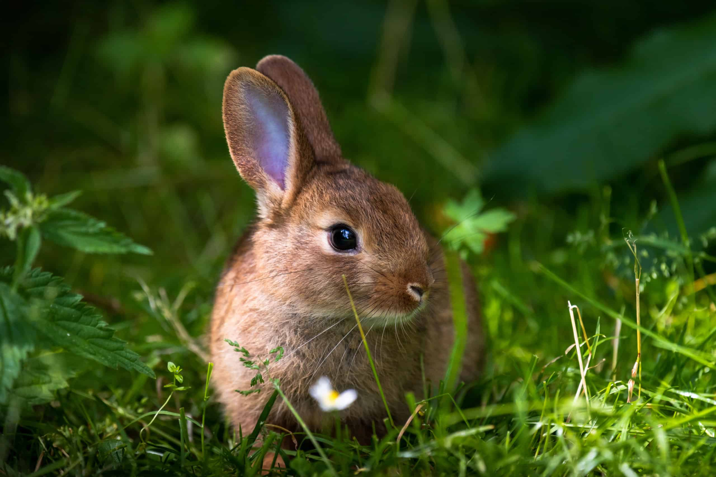 Ways: How to Get Rid of Rabbits From Your Yard - AZ Animals