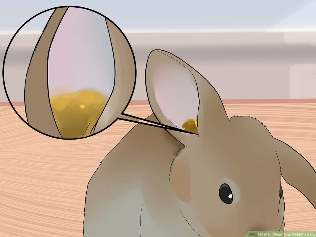 Ways to Clean Your Rabbit