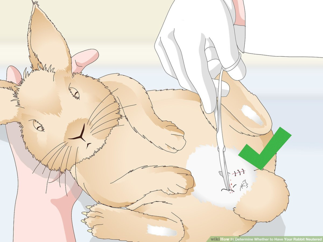 Ways to Determine Whether to Have Your Rabbit Neutered - wikiHow Pet