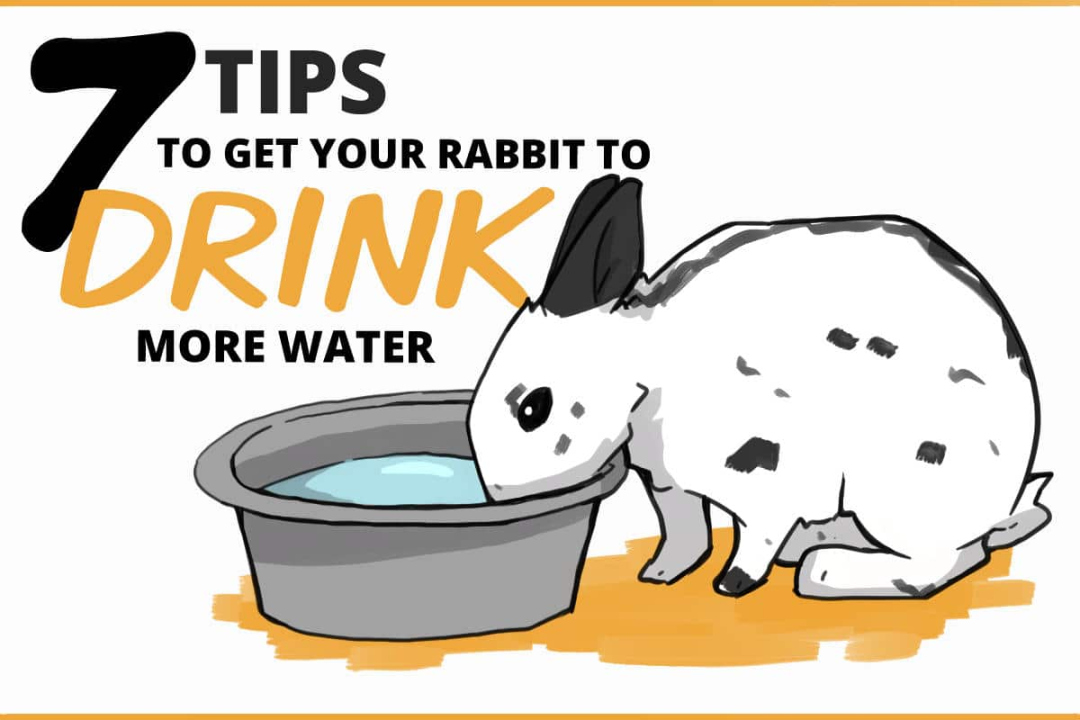 Ways to Encourage Your Rabbit to Drink More Water