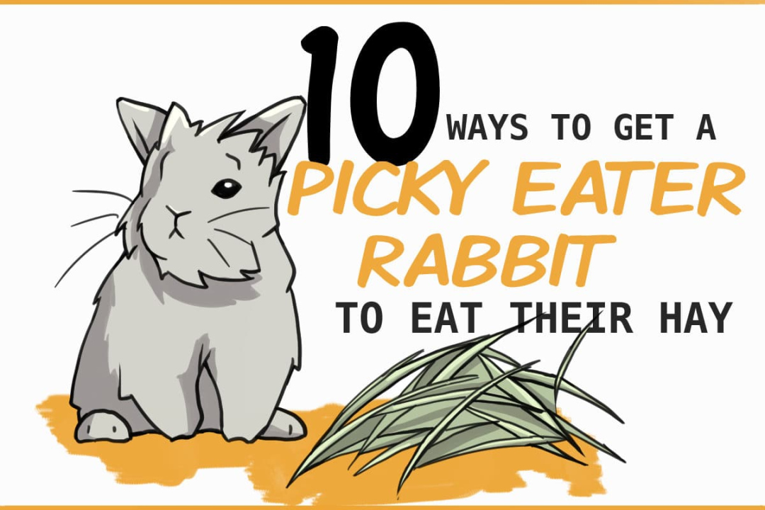 Ways To Get Your Picky Rabbit To Eat Hay