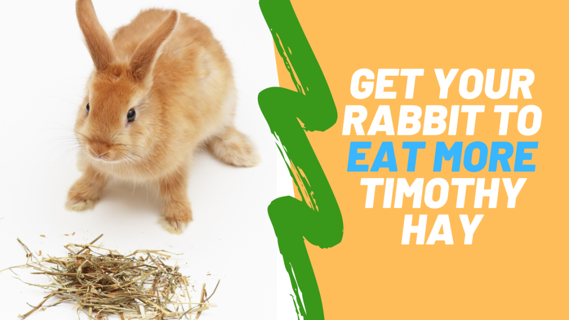 Ways to Get Your Rabbit To Eat More Timothy Hay Small Pet