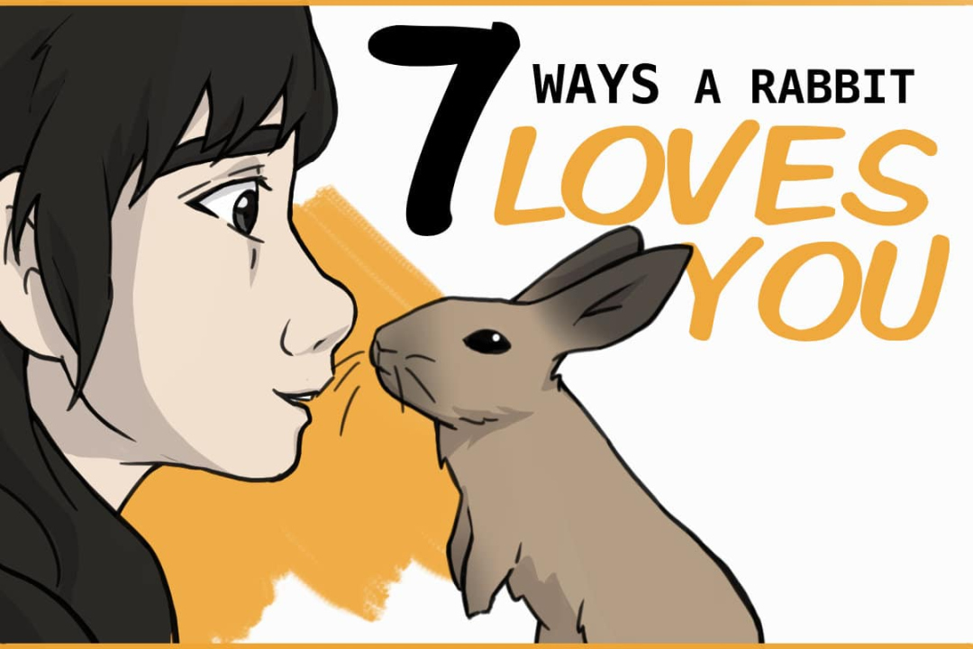 Ways to Know Your Rabbit Loves You