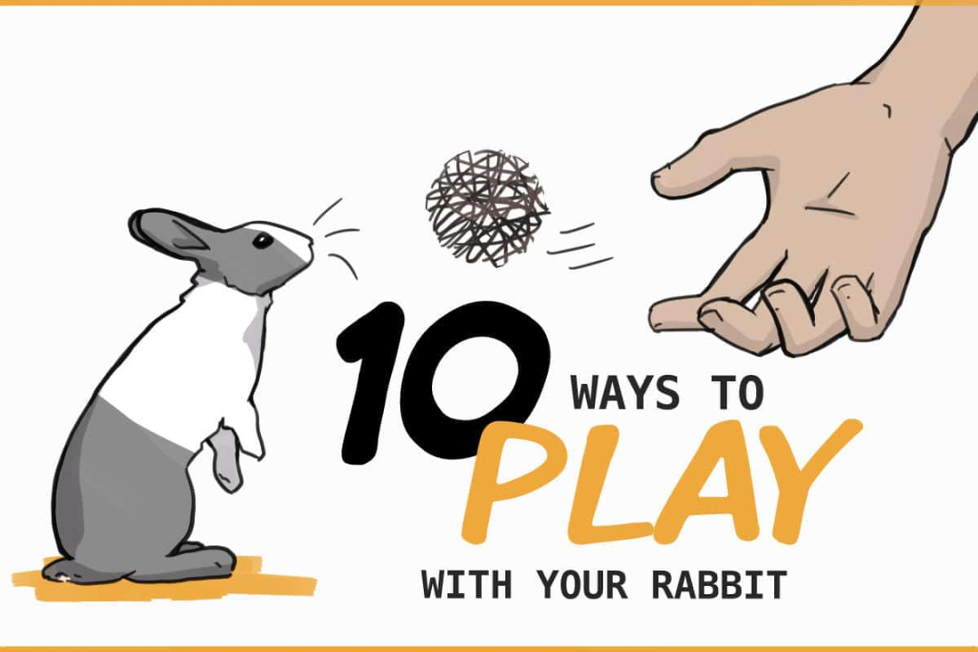 Ways to Play With Your Pet Rabbit
