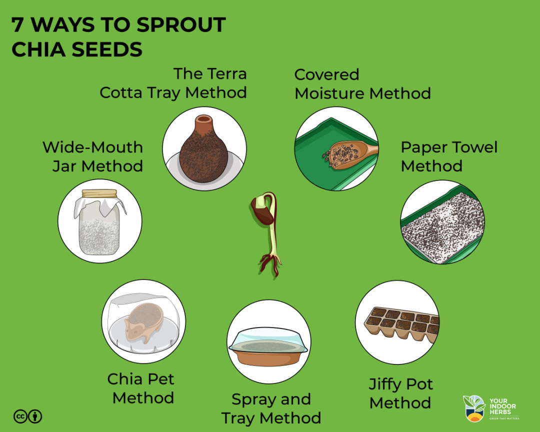Ways To Sprout Chia Seeds [Easy] Your Indoor Herbs and Garden