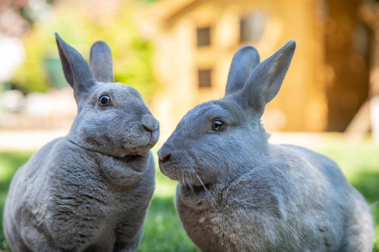 What Animals Attack Rabbits? Different Predators Pet Keen