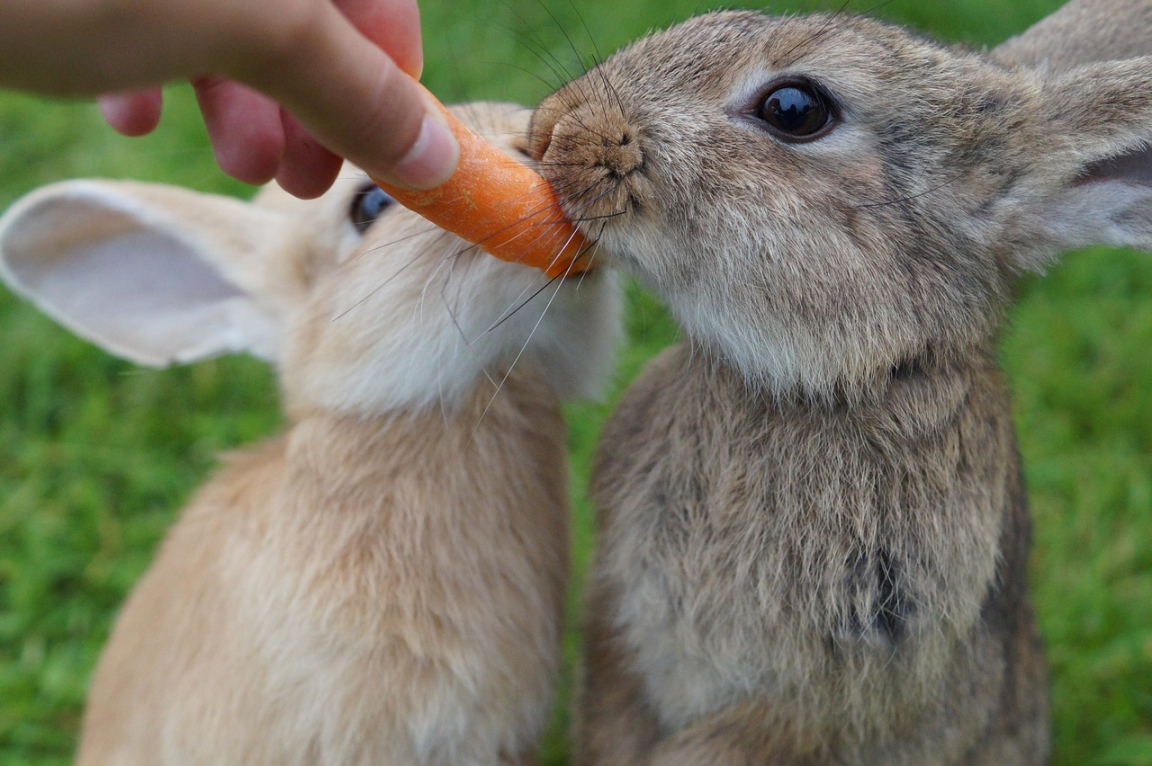 What Can Rabbits Not Eat? Carrots Can Be Dangerous