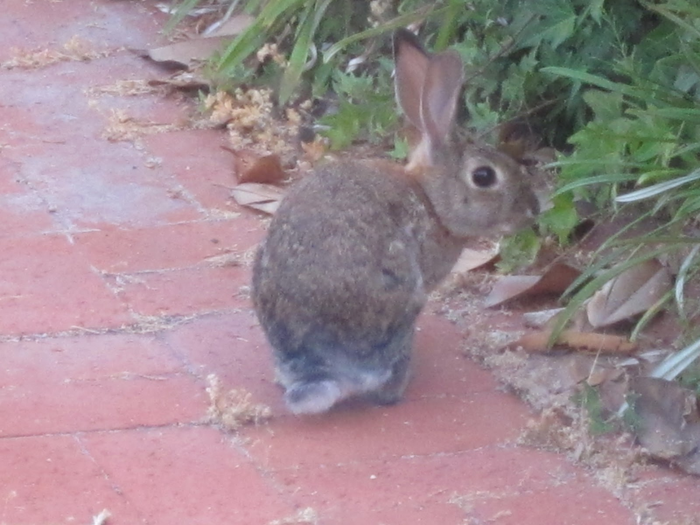 What Does It Mean When a Rabbit Crosses Your Path? • Lianne Downey