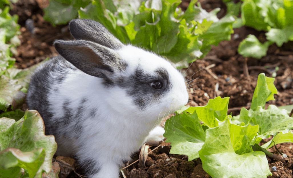 What Lettuce Can Rabbits Eat (Romaine, Iceberg, Red Leaf)?