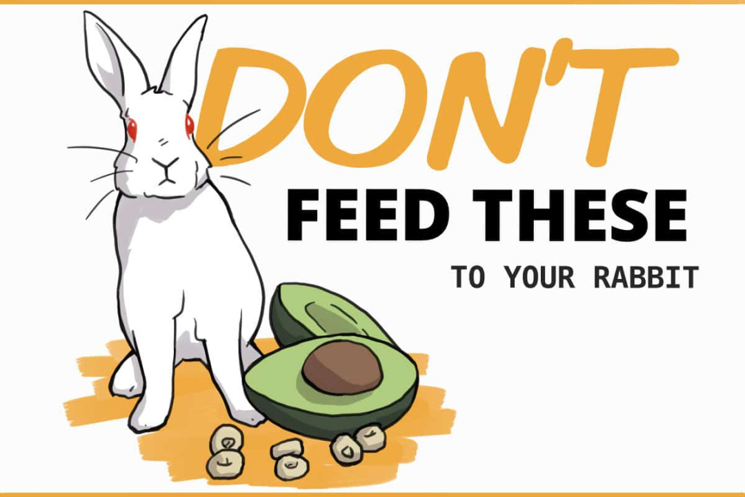 What NOT to Feed Your Pet Rabbit (List Included)