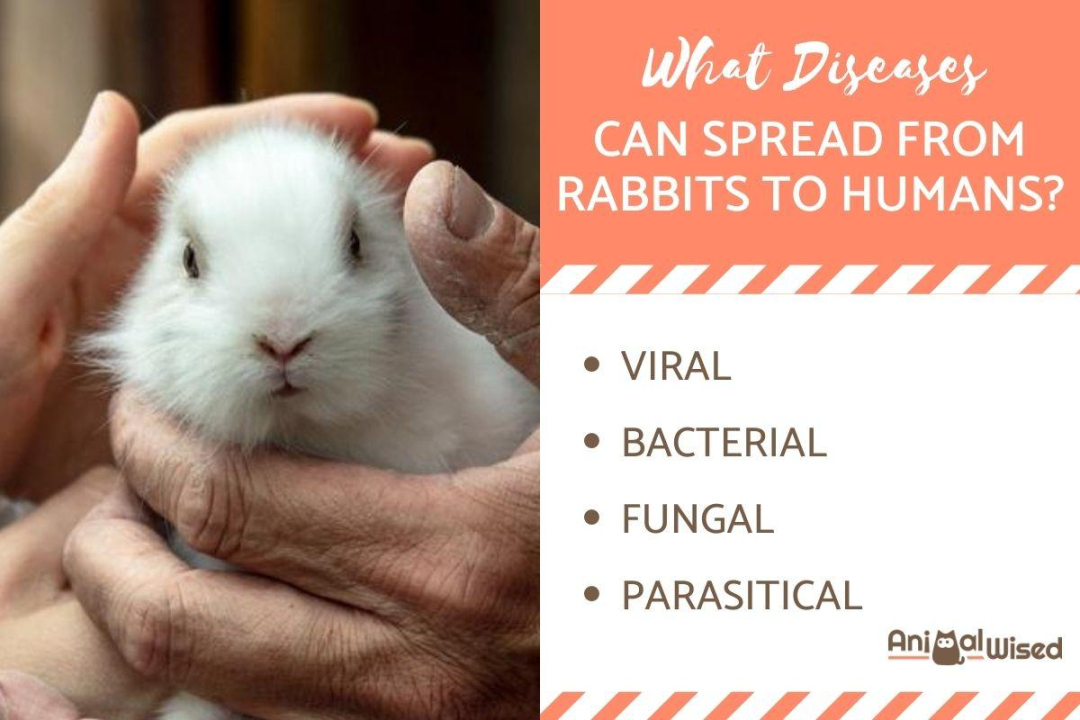 What Rabbit Diseases Are Spread to Humans? - & Other Animals