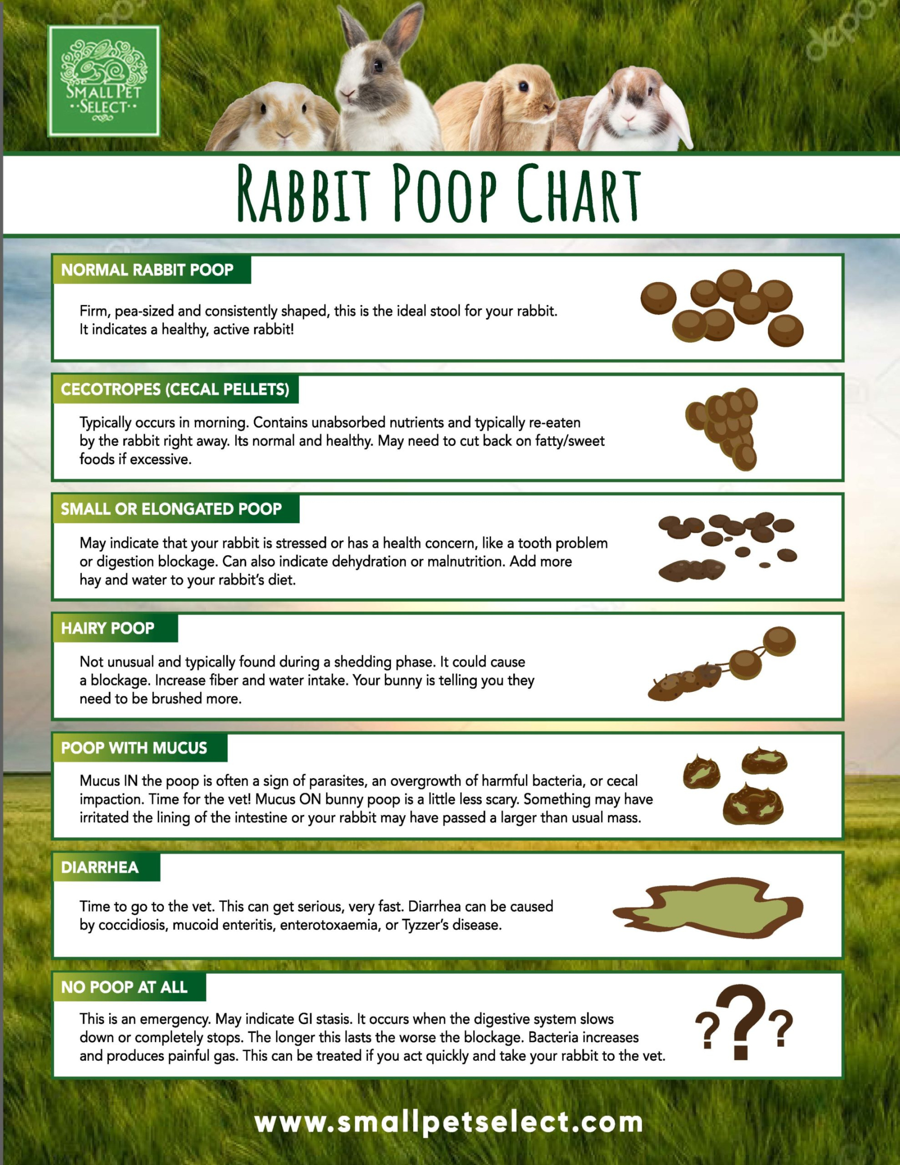What Rabbit Poop Can Tell You? Small Pet Select