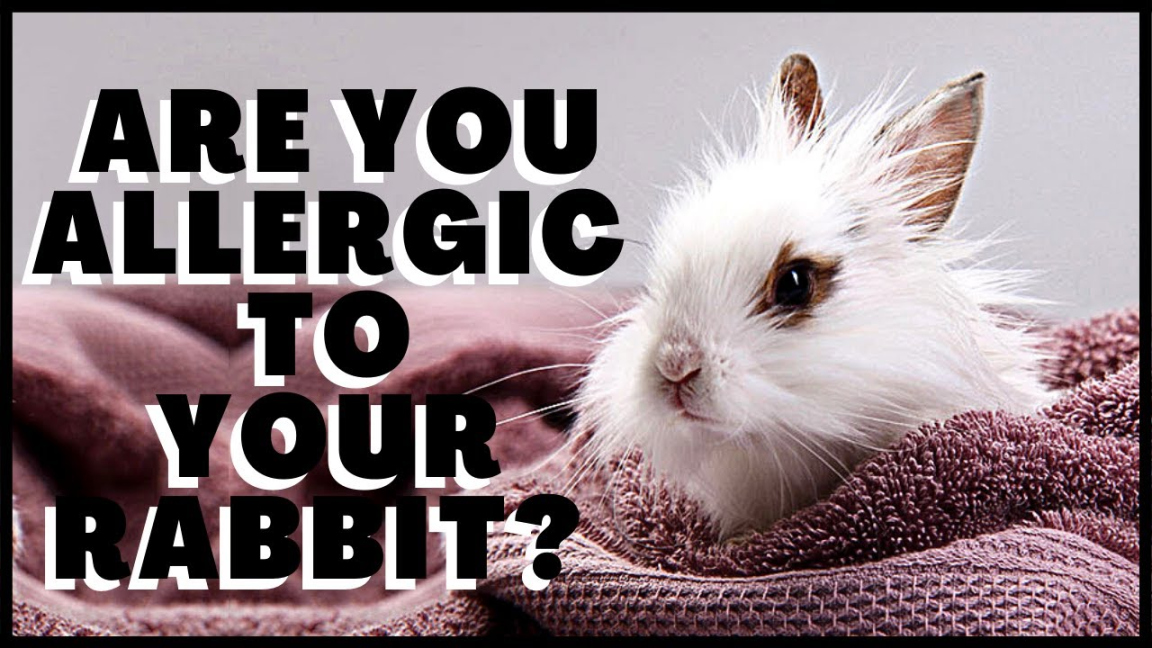 What To Do If You Are Allergic to Your Rabbit