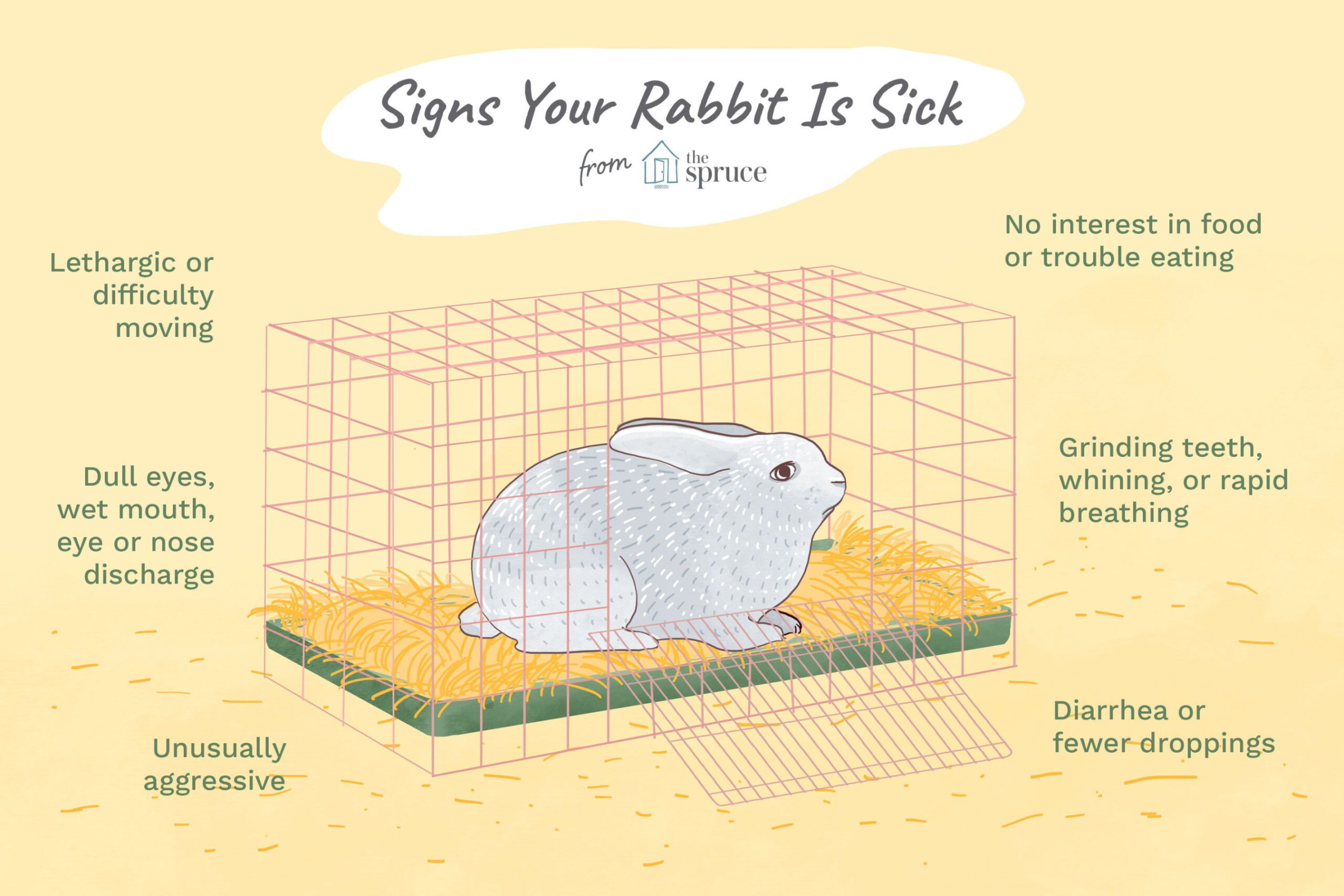 What to Do If Your Rabbit Is Sick