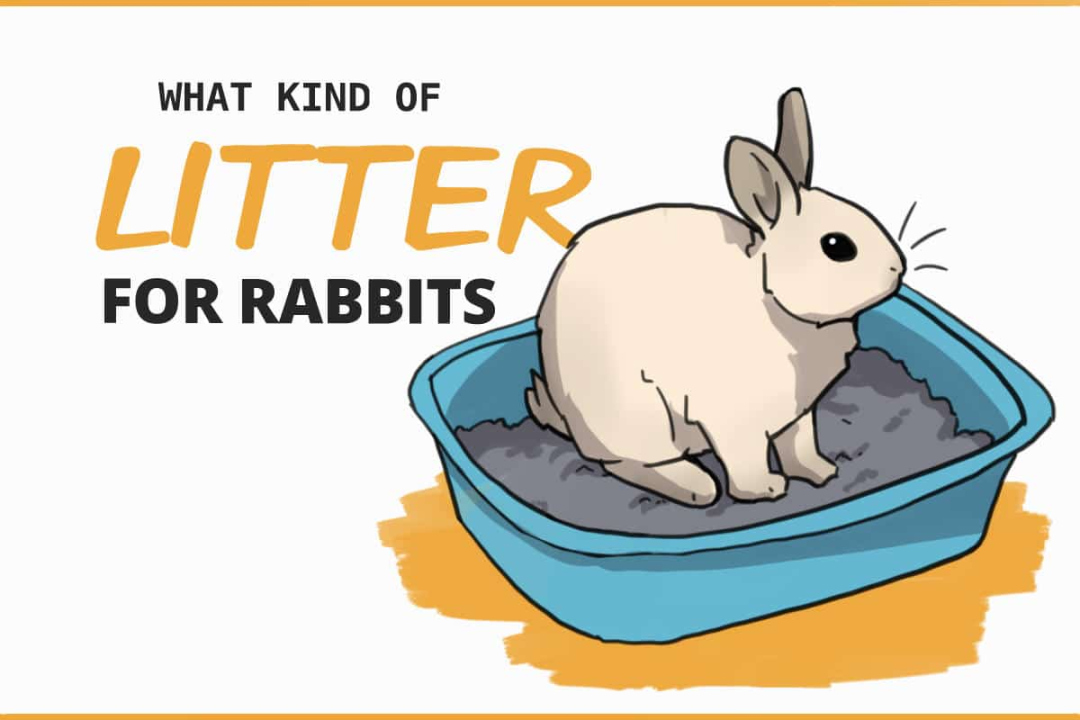 What to Use for Your Rabbit