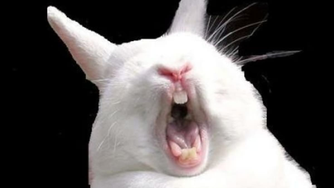 When Bunnies Attack: What to Do When Your Rabbit Bites - PetHelpful