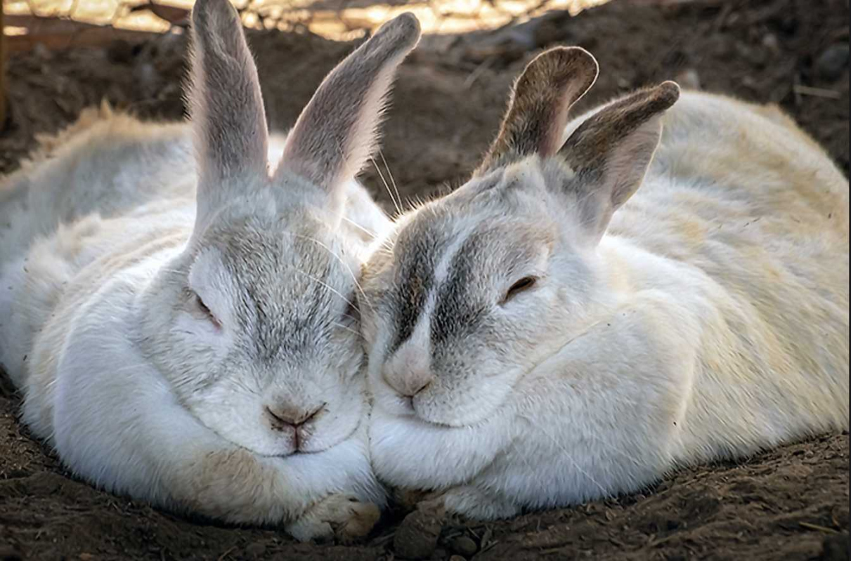 When do Rabbits Get into Heat?
