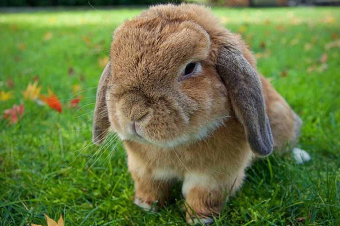 When Do Rabbits Stop Growing? (Popular Breeds Covered)