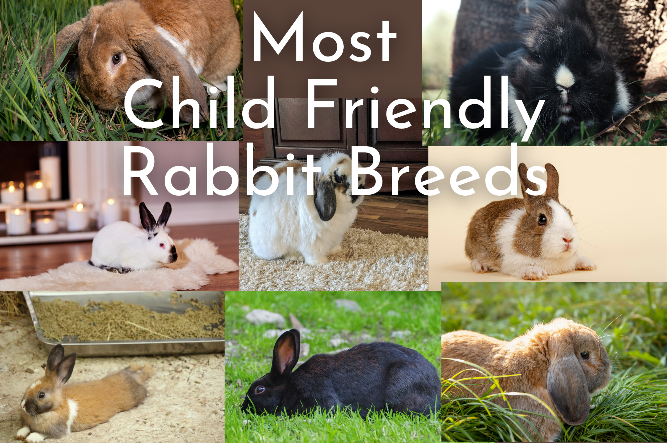 Which Breed of Rabbit is Most Child Friendly? - Every Bunny Welcome
