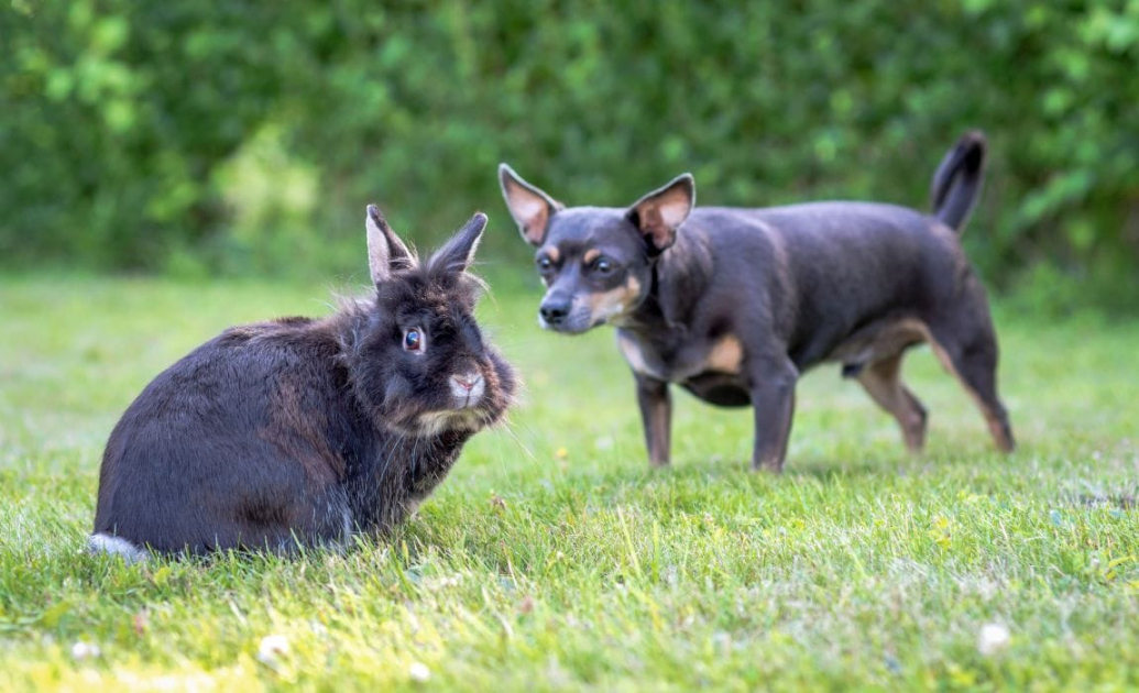Why Do Dogs Eat Rabbit Poop? Will It Make My Pet Sick?