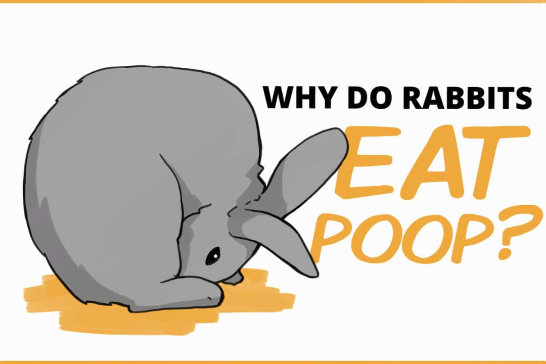 Why Do Rabbits Eat Their Own Poop?