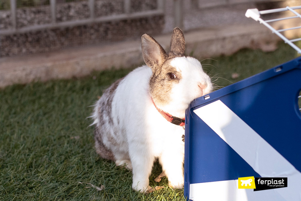 WHY DO RABBITS RUB THEIR CHIN ON EVERTHING?