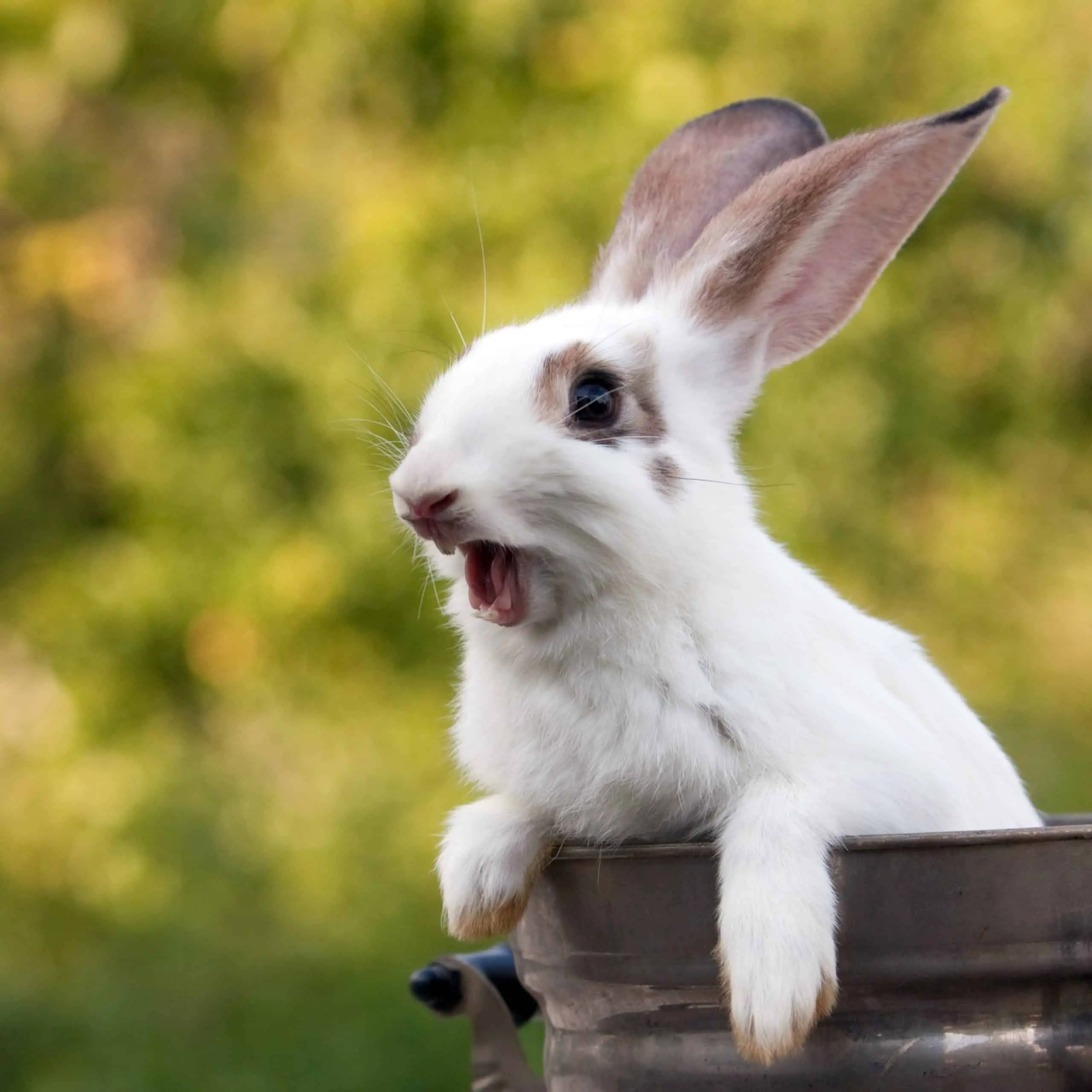 Why Do Rabbits Scream? - SimplyRabbits - Rabbit care