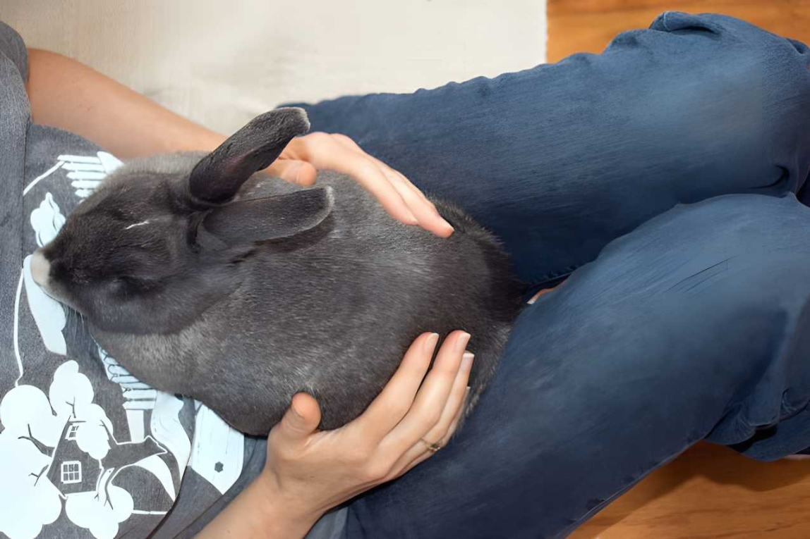 Why Does My Rabbit Dig On Me? (Reasons & Solutions)