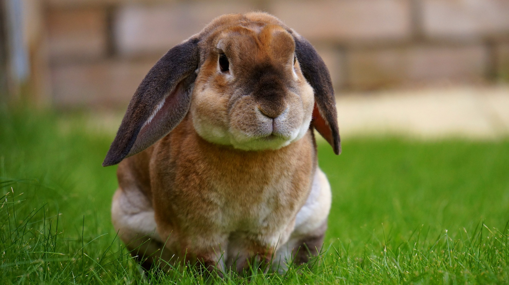 Why does my rabbit pee on me? - Vet Help Direct
