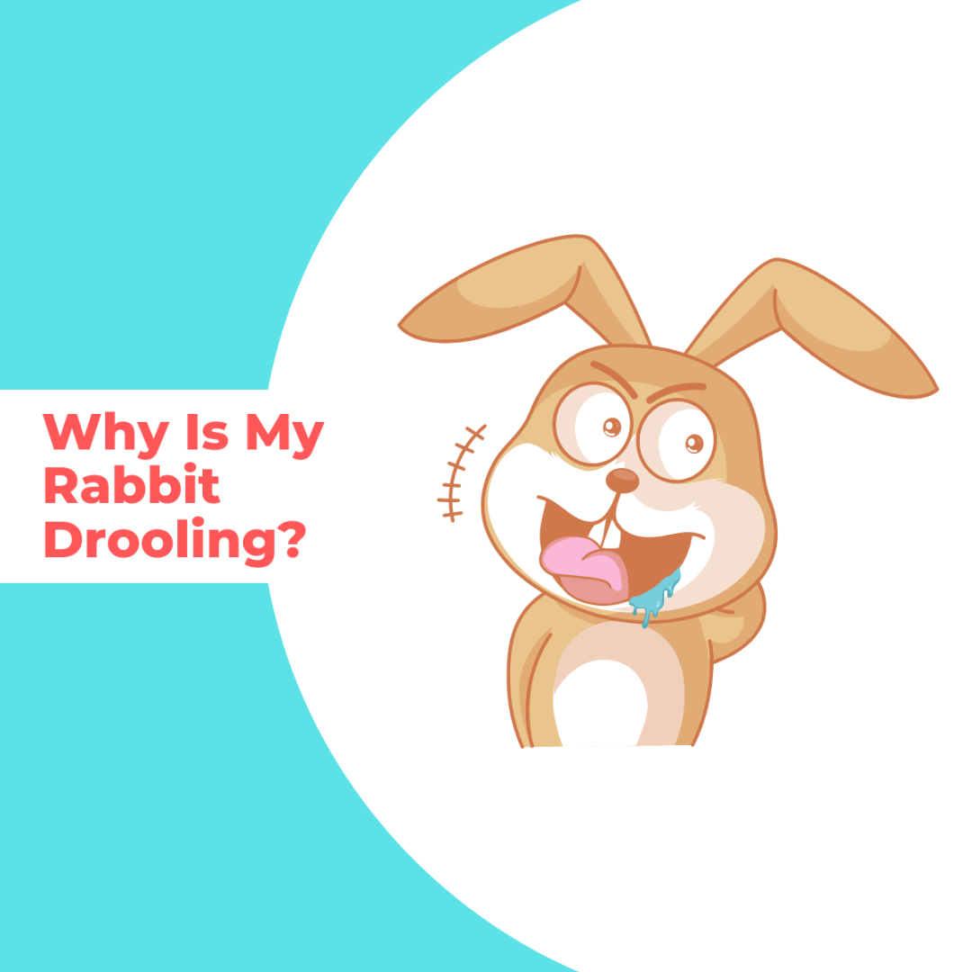 Why Is My Rabbit Drooling? - Top Reasons Easily Explained