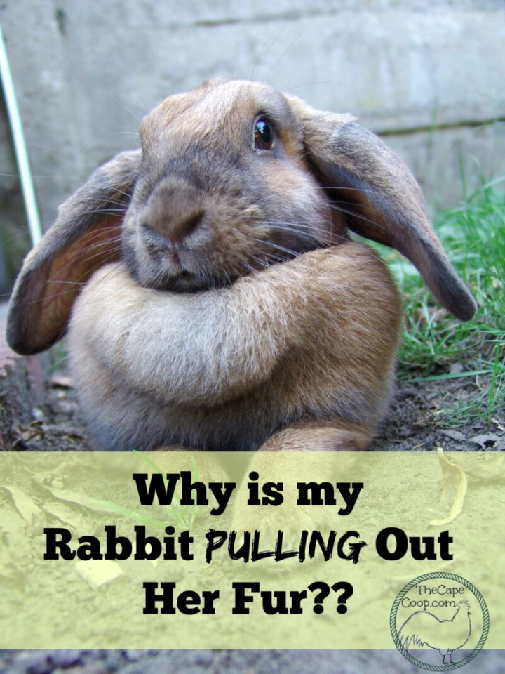Why is my rabbit pulling out her fur? - The Cape Coop