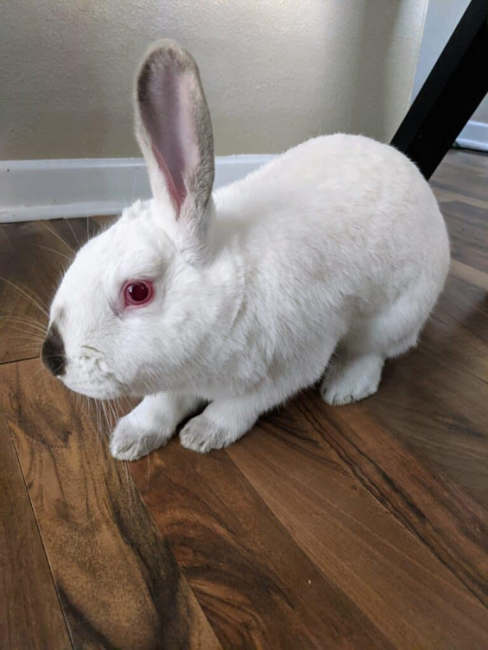 Why Is My Rabbit Scratching the Floor? - Every Bunny Welcome