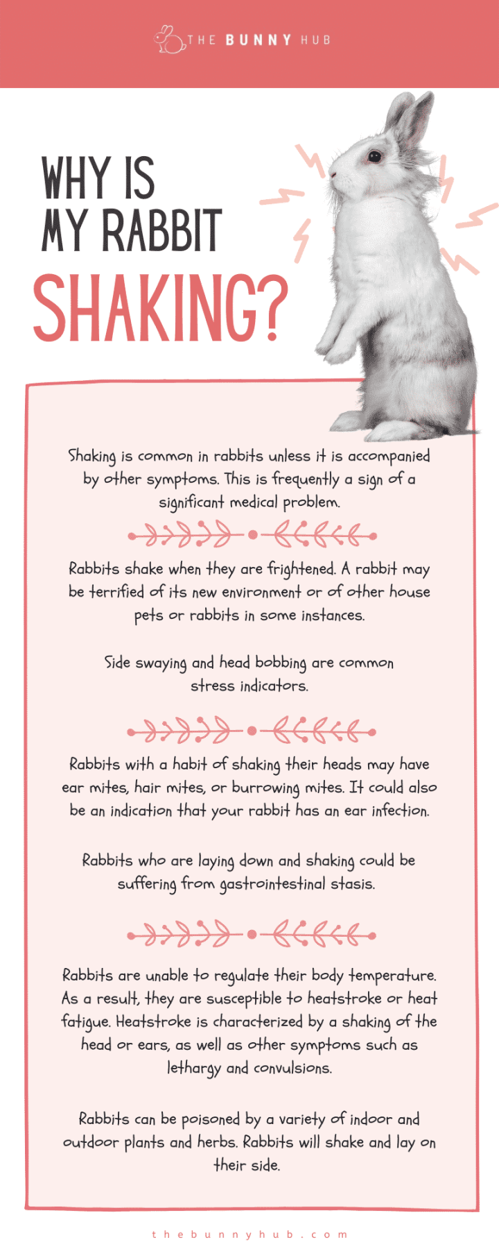 Why Is My Rabbit Shaking? - The Bunny Hub
