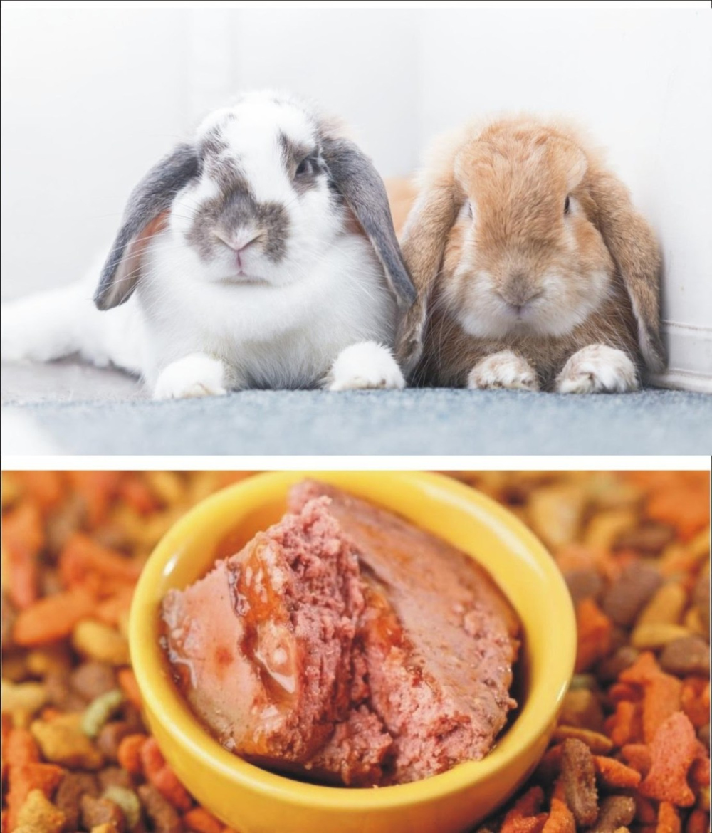 Why Rabbits Eat Cat Food? - Everything Bunnies