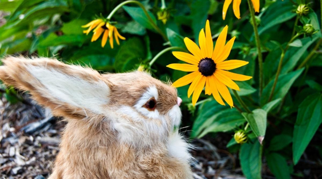 Will Rabbits Eat My Black-Eyed Susans? How Can I Prevent it?