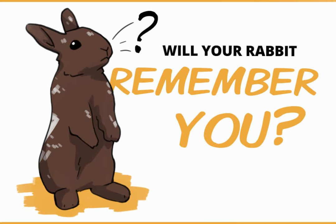 Will Your Rabbit Remember You?