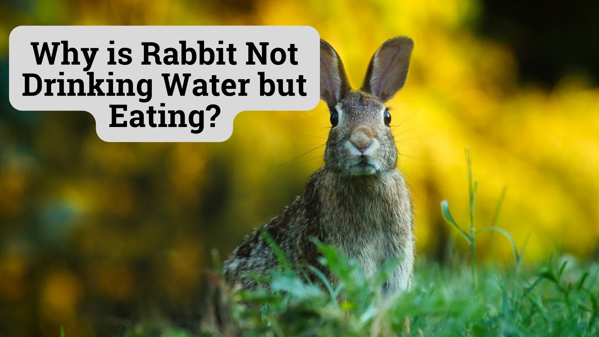 Why is Rabbit Not Drinking Water but Eating