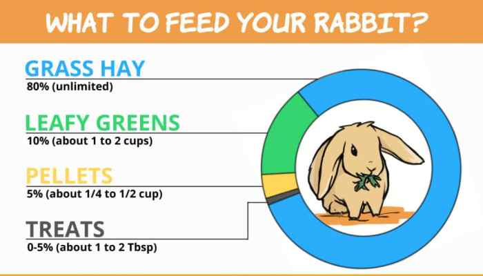 How Much Do Rabbits Eat?