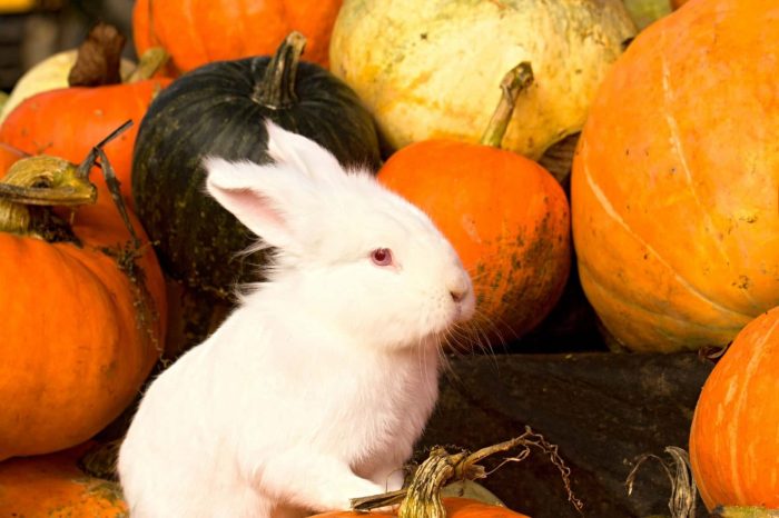 pumpkin rabbits eat