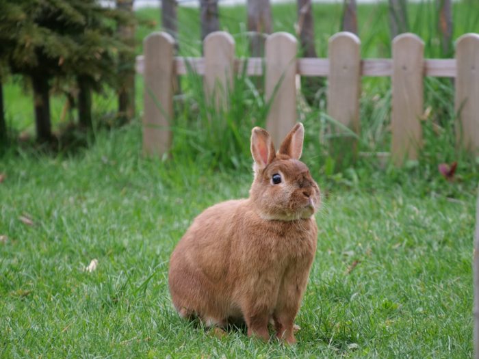 Will Cats Kill Rabbits?