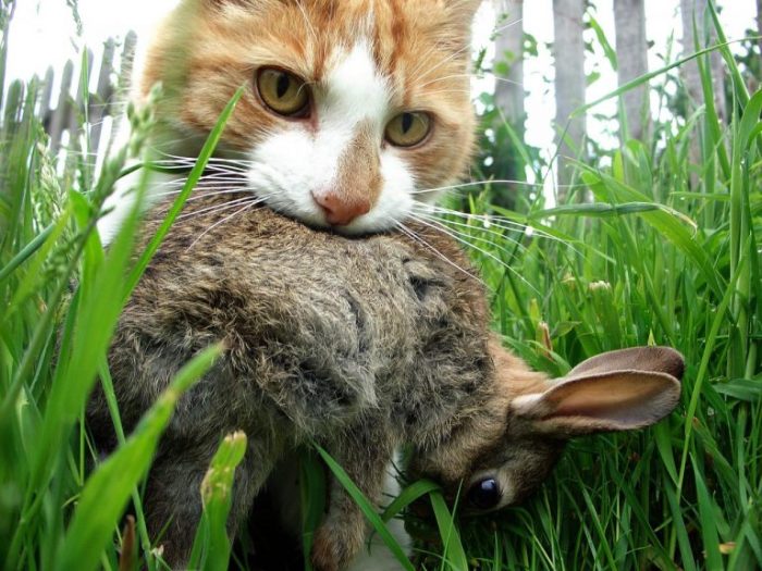 Can Cats Eat Rabbits?