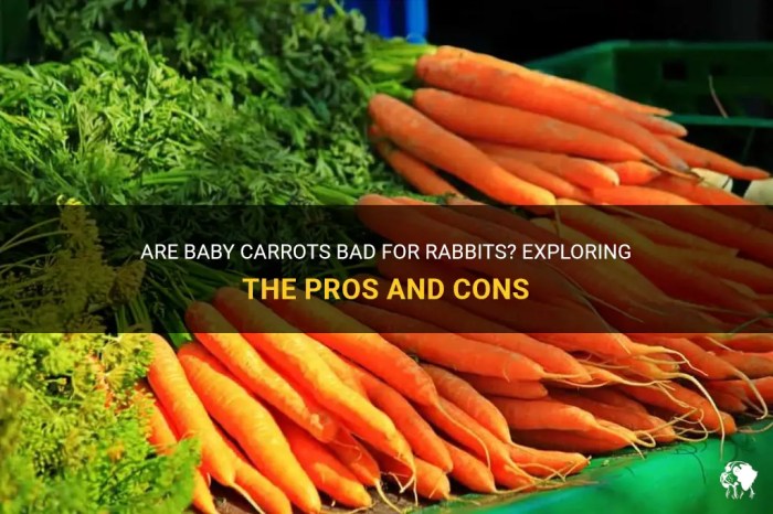 Are Carrots Bad For Rabbits? terbaru