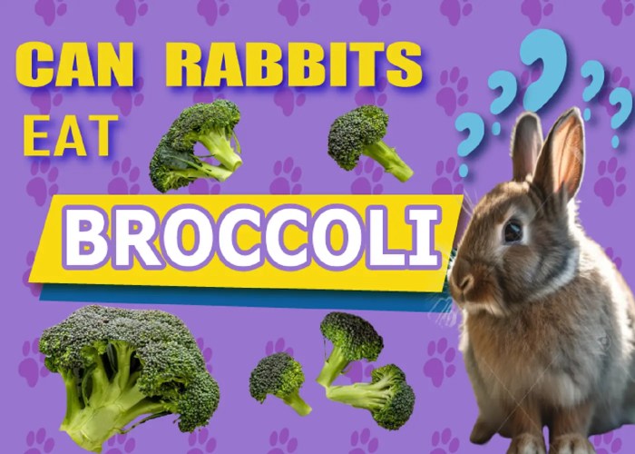 rabbits broccoli eat lets feeding dive deeper must few know before things little