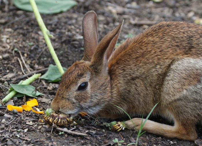 Do Rabbits Eat Sunflowers?