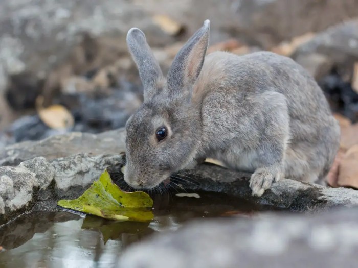 Does A Rabbit Drink Water?